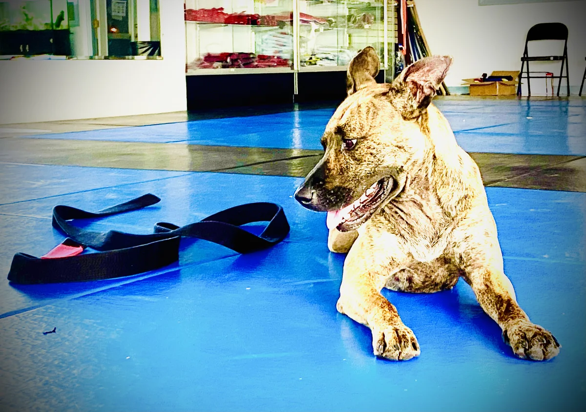 Rising Tide Jiu Jitsu facility image