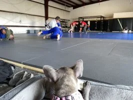 Moreno BJJ facility image