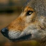Orion Brazilian Jiu-Jitsu facility image